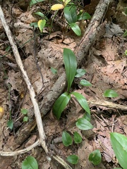 Clintonia borealis