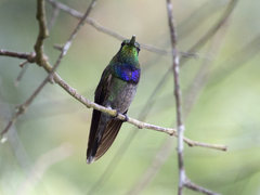 Sternoclyta cyanopectus