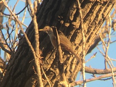 Turdus rufiventris