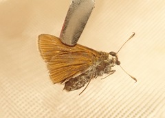 Euphyes bimacula