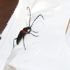 Stictoleptura canadensis