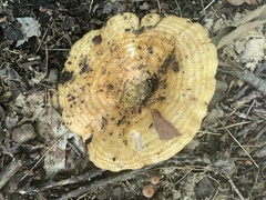 Lactarius quietus