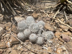 Mammillaria haageana meissneri