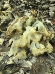 Ductifera pululahuana