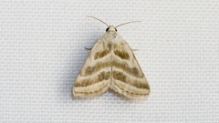 Schinia trifascia