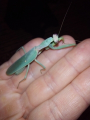 Hierodula transcaucasica