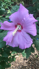 Hibiscus syriacus
