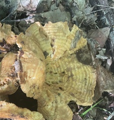 Lactarius quietus