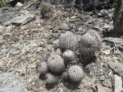 Mammillaria haageana meissneri