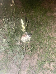 Oenothera suffrutescens