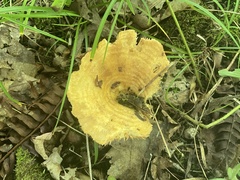 Lactarius quietus