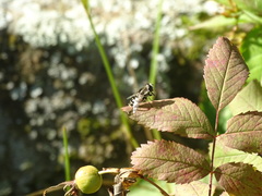Eristalis dimidiata