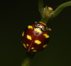 Ceratogergithus pseudotessellatus