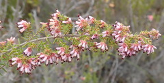 Erica radicans