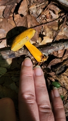 Aureoboletus