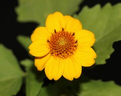 Heliopsis annua