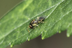 Pteromalidae