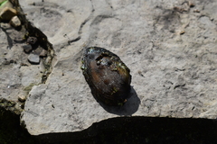 Unionidae