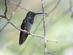 Sternoclyta cyanopectus