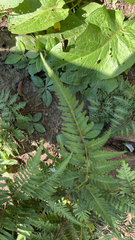 Athyrium niponicum