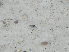 Cicindela repanda