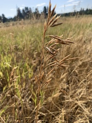 Bromus inermis