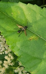 Isodontia