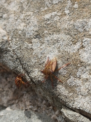 Carpocoris mediterraneus atlanticus