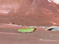Graphocephala versuta