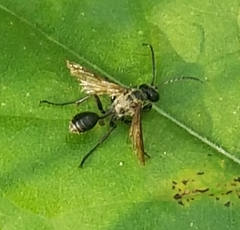 Isodontia