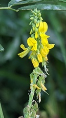 Melilotus altissimus