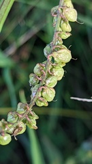 Melilotus altissimus