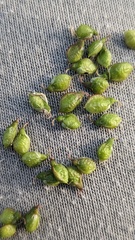 Melilotus altissimus