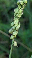 Melilotus altissimus