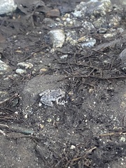 Pseudacris cadaverina