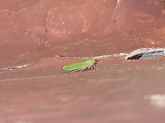 Graphocephala versuta