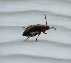 Hymenorus