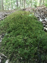 Atrichum undulatum