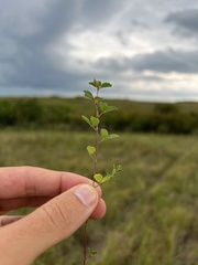 Kummerowia stipulacea
