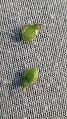 Melilotus altissimus