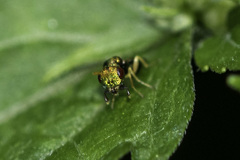 Pteromalidae