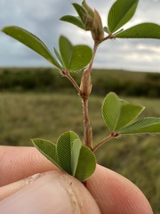 Kummerowia stipulacea