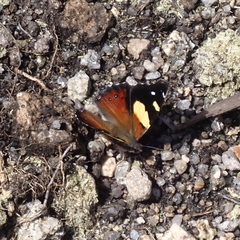 Vanessa itea