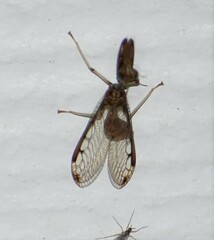 Dicromantispa interrupta