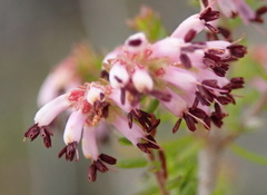 Erica radicans