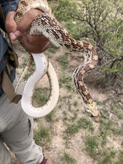 Pituophis catenifer affinis