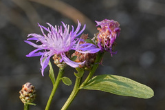 Centaurea