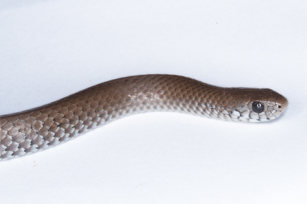 Zimbabwean Slug Eater