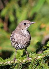 Turdus torquatus