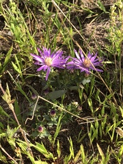 Symphyotrichum sericeum